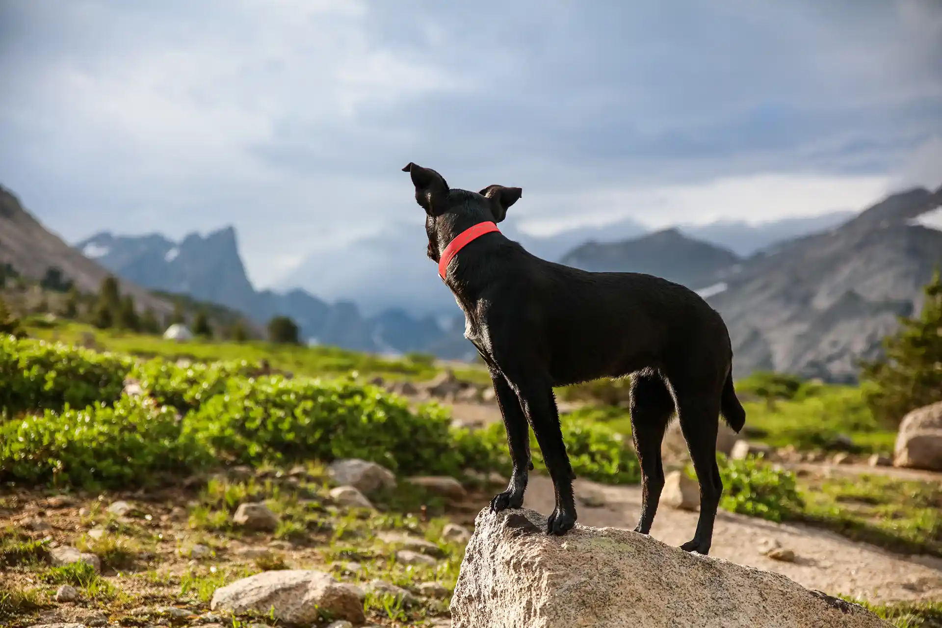 Dog standing on a rocky hill
